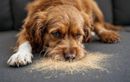 Vous retrouvez des poils de chien partout ? Comment savoir si c’est juste une mue normale… ou le signe d’un vrai problème