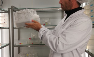 Le chercheur Eric Marois au sein du le nouvel insectarium de l'université de Strasbourg.