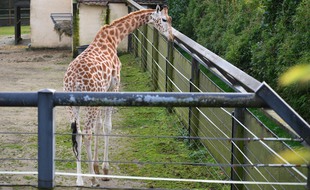 Une girafe dans un enclos au zoo de Pont-Scorff dans le Morbihan.