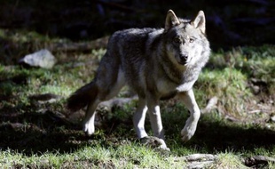 Un loup photographié à Saint-Martin-de-Vésubie, dans le parc national du Mercantour, le 13 novembre 2012