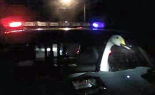 La police récupère un cygne volé à Orlando, en Floride.