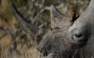 Des primes pouvant atteindre 90.000 euros seront offertes à quiconque permettra l'arrestation de braconniers de rhinocéros dans le célèbre parc Kruger, ont annoncé mercredi les autorités sud-africaines.