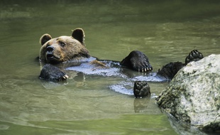 Un ours brun comme ceux qui vivent dans les Pyrénées. Illustration.