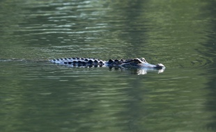 Le crocodile marin mesurait plus de quatre mètres de long. (image d'illustration)