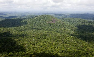 Vue d'une partie de la forêt amazonienne en Guyane française