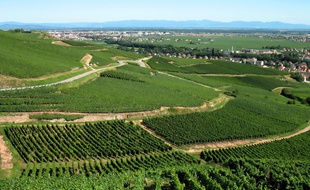 Vue aérienne du vignoble de Colmar.