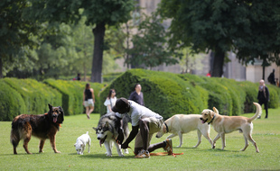 Des chiens jouent dans le jardin des Tuileries à Paris.