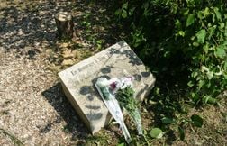 Deux interpellés pour l’abattage d’un olivier en hommage à Ilan Halimi