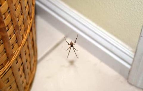 Pourquoi les araignées choisissent-elles certaines maisons plutôt que d’autres ? On vous dit tout