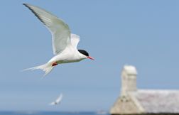 Sterne arctique : l’oiseau qui parcourt 70 000 km chaque année