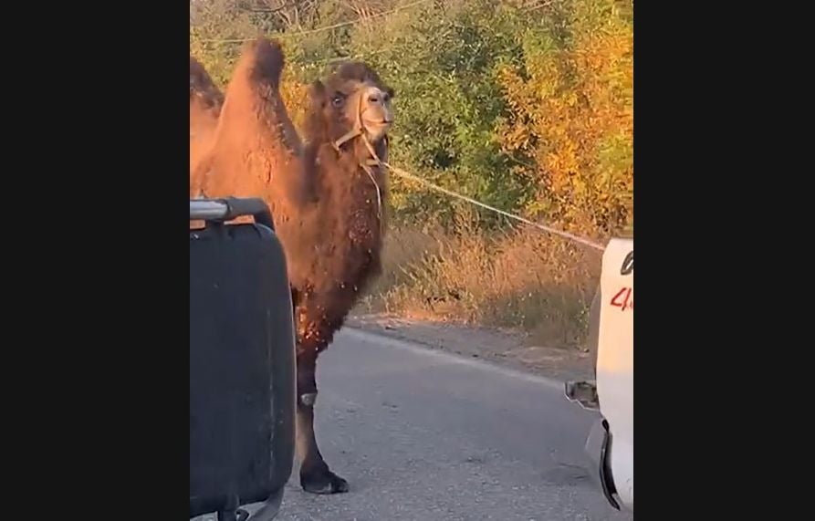 Guerre en Ukraine : Des chameaux en passant par les ânes, comment la Russie utilise des animaux près du front
