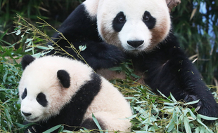 Fu Bao