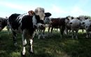Voici Oreillette, la vache égérie du Salon de l’agriculture 2024