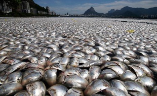 Des tonnes de poissons morts à Rio de Janeiro, au Brésil, le 14 mars 2013. (Illustration)