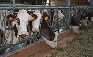 Quid de l'avenir des 55 vaches en cas de fermeture de la ferme ?