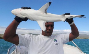 Leur silhouette effraie parfois les touristes mais ce sont les requins qui pourraient être menacés de disparition dans l'archipel équatorien des Galapagos, où plusieurs espèces protégées sont désormais marquées par des puces, afin de mieux connaître leur habitat.