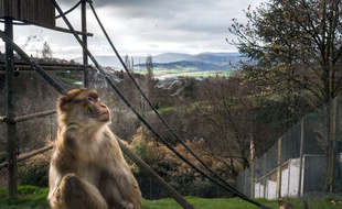 Au zoo de Saint-Martin-la-Plaine, situé entre Lyon et Saint-Etienne.