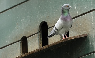 Des pigeons assoiffés ont été secourus par les pompiers de la Gironde.