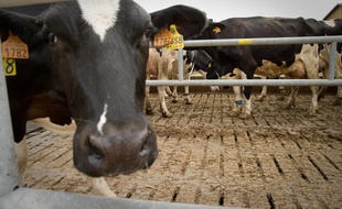 Jouy-en-Josas le 20 mai 2011. Illustration de vache.