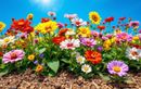 Votre massif manque de couleurs cet été ? Cette technique mal connue vous offrira une explosion florale