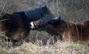 Des poneys sauvages importés de Grande-Bretagne dans un enclos proche de la ville tchèque de Milovice, le 30 janvier 2015