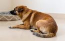 Ce que cache vraiment le rituel du chien qui tourne en rond avant de dormir