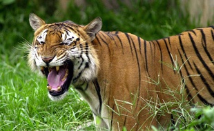 Un tigre dans un zoo du Bangladesh (illustration).