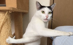 Ce chat est devenu un mème.