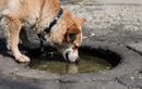 Pourquoi l’eau stagnante représente un vrai danger pour la santé de votre chien lors des balades
