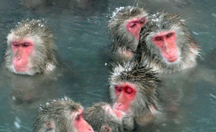 Des macaques japonais se baignent dans les eaux chaudes à Hakodate sur l'île d'Hokkaido, le 15 décembre 2010.