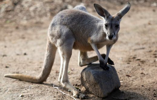 Un kangourou dans un zoo.