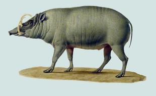 Dessin d'un Babiroussa par Jean-Charles Werner (1830)