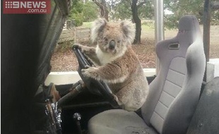 Un koala surpris au volant d'une voiture en Australie, le 23 février 2015.