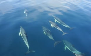 Des dauphins communs nagent au large des côtes françaises. Un phénomène de plus en plus courant qui interroge les scientifiques.