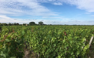 Vignes dans le Médoc (Gironde).