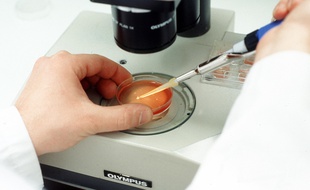 Image d'illustration de la fécondation "in vitro" en laboratoire.