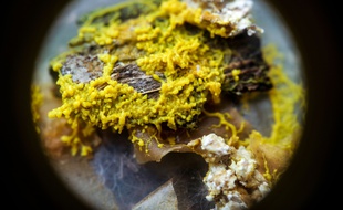 Un Physarum polycephalum, surnommé « le blob », est une espèce unicellulaire scruté de près par les scientifiques.