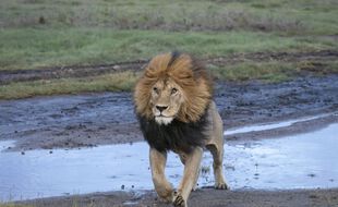 Un lion au parc national du Serengeti, en Tanzanie.