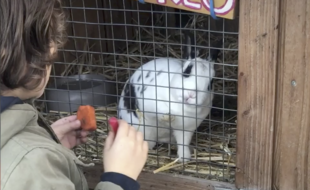 Les familles viennent voir les animaux et réinvestissent le parc, Brut.