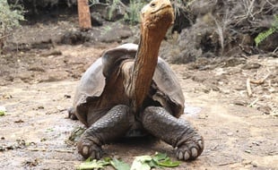 La tortue Diego est de retour sur son île d'origine d'Española.