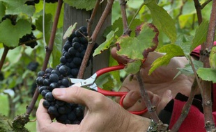 Une grappe de raisins pinot noir cueillie dans un vignoble