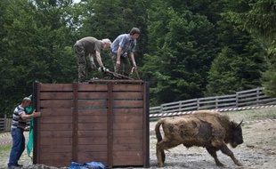 Un bison est lâché le 12 juin 2015 dans les monts roumains Tarcu, à proximité de la commune d'Armenis