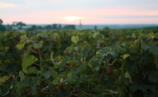 Le 12 octobre 2015, illustration de vignes