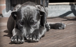 Plusieurs chiens ont été empoisonnés dans le Bas-Rhin