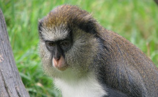 Les deux singes volés ce week-end à la station sont des mones de Campbell.