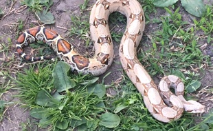 Strasbourg: Il découvre des serpents exotiques en plein centre-ville.