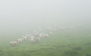 Un troupeau de brebis dans les Pyrénées. Illustration.