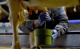 Illustration d'un élevage de vaches laitières. Ici à Plesse en Loire-Atlantique.