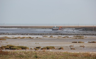 Un engin de pêche amphibie, ici dans la baie du Mont Saint-Michel.
