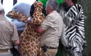 Rémi Gaillard au zoo de Lunaret.